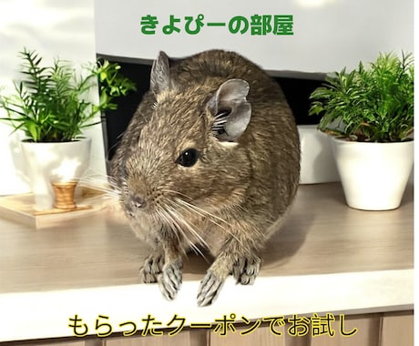 犬猫小動物魚｜生き物好きの相談や自慢話を聴きます 幅広い飼育経験と保護経験でペットと飼い主をサポート イメージ1