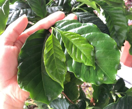 プロが植物に関するお悩み解決致します 植物のプロが即日お答え致します(^^) イメージ1