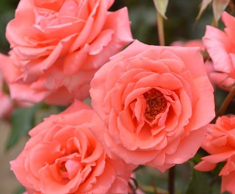 外国人の方に日本語、日本の文化を教えます 外国人の方に日本語の日常会話、日本の伝統文化を教えます。 イメージ1