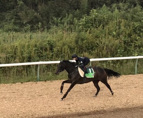 激走馬情報教えます 牧場関係者から得る激走馬を教えます！！ イメージ1