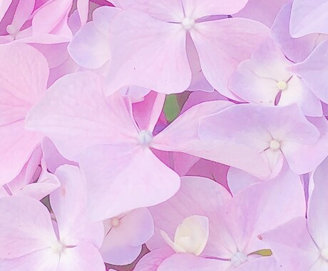 恋愛相談乗ります あなたらしい色の恋の花、一緒に咲かせませんか イメージ1