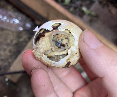爬虫類の飼育相談を承ります 爬虫類全般の飼育相談！※専門雑誌掲載経験が複数回あります イメージ1