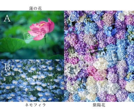 SNSに使える高品質な写真の素材提供します カメラ歴7年の私が撮影したお花や猫の イメージ2