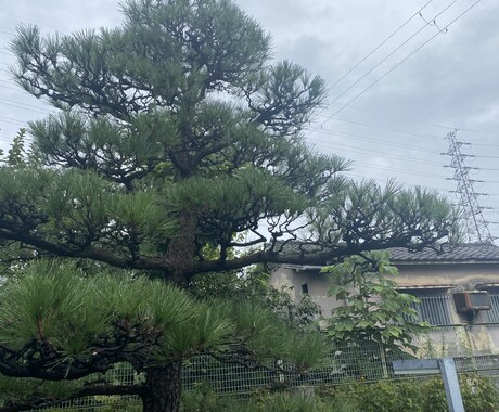 お庭の伸びた木の切り方説明させていただきます 植木屋を頼みたいけど自分でも切りたい方植木屋が相談乗ります イメージ1