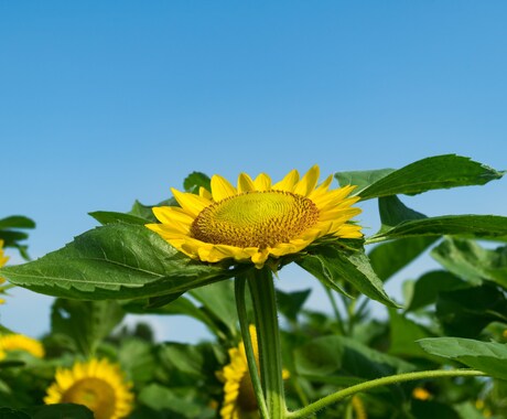 あなたの【愚痴】を聞きます ただ誰かに愚痴を聞いて欲しい方向け イメージ1