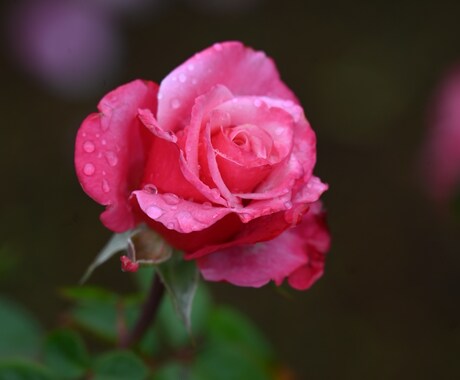 四季折々の写真を提供します 季節を感じられる花々はお好きでしょうか？ イメージ2