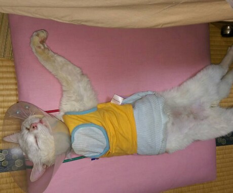 保護猫✽犬の疑問☘️質問聞きます わかってあげたい理解したいその時をお手伝いさせてもらいますね イメージ2