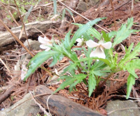 植物ガイドします アウトドア好きな方や旅行先の思い出をワンランク上げたい方に イメージ1