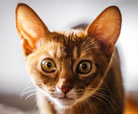 思い出を形に残すペット撮影致します プロ品質で愛犬・愛猫の一瞬を美しく イメージ1