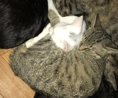 猫の飼い方ココナラで1番詳しく教えます これから猫を飼おうとしてる方がおすすめ イメージ1