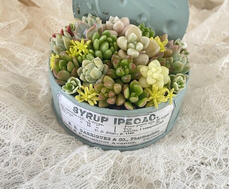多肉植物の寄せ植え方を教えます 可愛い寄せ植えの仕方をオンラインで教えます。 イメージ2
