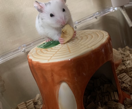 ハムスターの飼い方ご相談のります イメージ1