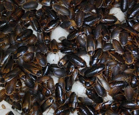 餌代を浮かそう！ 餌用ゴキブリの繁殖方法を教えます デュビア、レッドローチ、マダゴキの繁殖方法について。 イメージ1