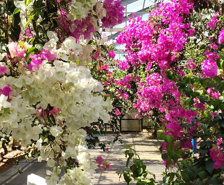 結婚、相性、道しるべを宇宙に尋ねます この結婚は上手くいく？結婚に関する事を宇宙からのメッセージで イメージ1