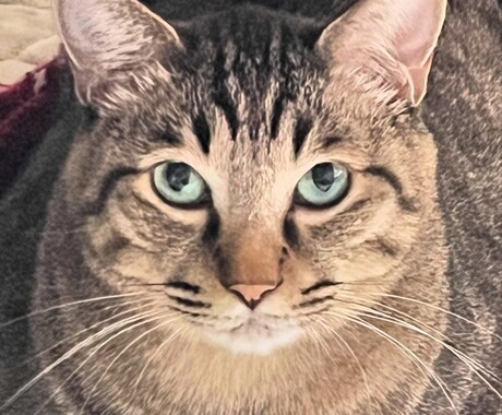 愛猫様の似顔絵をデジタルで描きます 愛猫様のグッズ化計画を後押しいたします!!! イメージ2