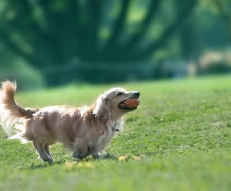 ペットロスを乗り越えるために霊視します あの子は幸せだった？言葉は通じなくとも想いは通じる イメージ1