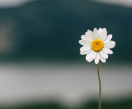あなたの生まれ持った性格や特性を詳細に解説します あなたの本質を解き明かす！四柱推命で見える本当の自分 イメージ1