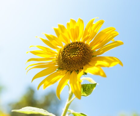 7日以内の恋の動向をカードで的中！きっと目覚めます 恋の未来が分かれば、不安は消える。次の一手を確信しましょう！ イメージ2