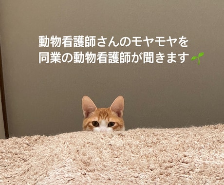動物病院勤務5年の看護師が同業さんの悩みを聞きます 同業の方でも今勉強中の学生さんでも大歓迎です！ イメージ1
