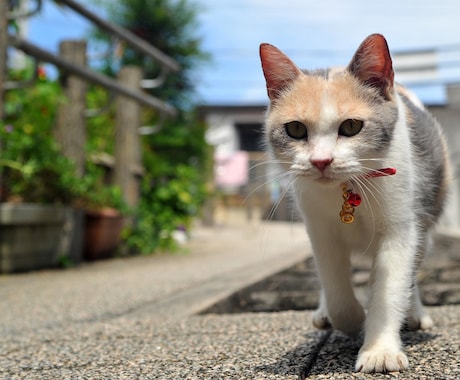 5枚までこの価格！！写真、画像の背景を切り取ります 人、動物、料理など背景をなくすことができます！ イメージ1