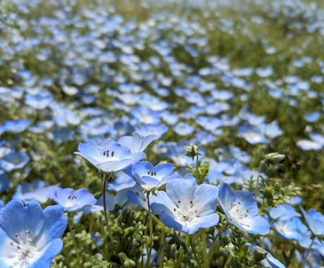 完成品！商用・商品化に使える花の写真素材販売します 300種類以上の花、1600枚以上の写真があります イメージ2