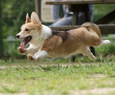 広島のドッグランで浮いてる犬の撮影をします ソニーのハイエンドカメラで一瞬を切り取ります イメージ1