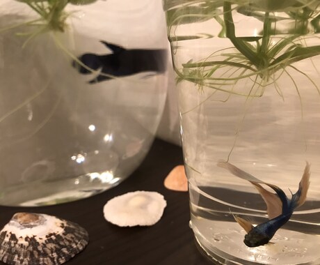 率直に風変わりな視点をお伝えします ！人生の分かれ道にいて、身近な方の助言に葛藤している方へ イメージ1