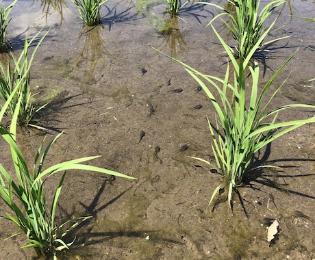 今まさに！！田んぼのお悩み解決します しつこい雑草や害虫などでお悩みの方へ！ イメージ1