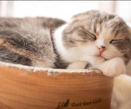 福岡の猫好きがあなたを癒します 色んな話しをして1日の疲れをとります!! イメージ2