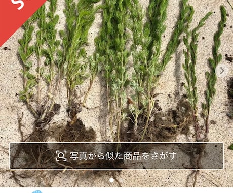 メルカリで野草販売のお手伝いします 災害時の非常食にもなる野草、フリマアプリで売れます。 イメージ2