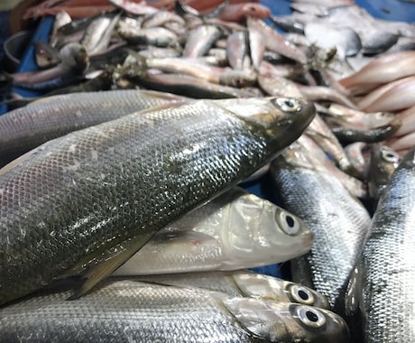 得意分野(生物・料理等)多いです！全力で書きます 特に生き物や自然環境のこと、料理の事など、お任せを イメージ1
