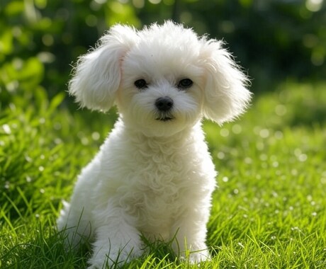 ペットの気持ちを霊視で視ます あなたのことをどう思っているか、どうしてほしいか等視ます。 イメージ1