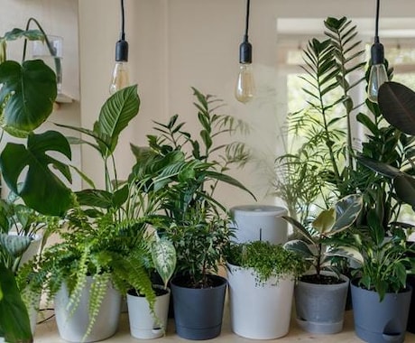 観葉植物のお困り相談＆解決策アドバイスいたします 園芸店15年勤務あなたに合った育て方をお伝え! イメージ1
