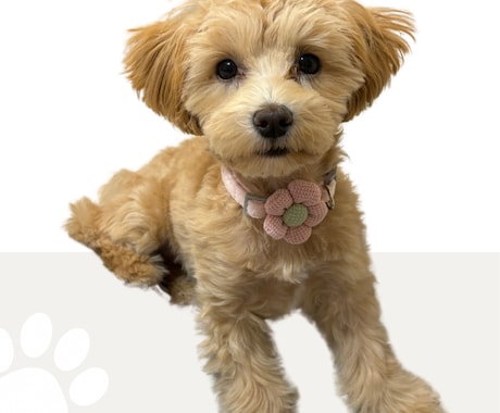 Canvaで編集できる！犬の名刺作成します 犬友さんとの交流やお散歩会におすすめ イメージ2