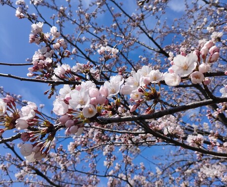 保育士がなんでも話を聞きます 育児・不登校など気軽にお話ください☆1週間寄り添います☆ イメージ1
