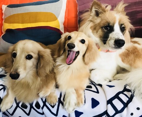 保護犬などの愛犬のしつけやお悩み相談お受けします 気軽にトークルームを使ったチャットでお受けします！ イメージ1