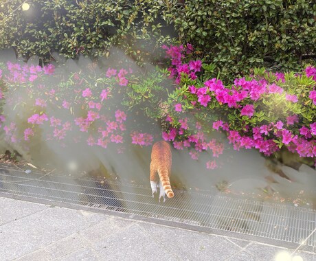 にゃんこが占いで落ち込んだあなたを励まします にゃんこの癒しとタロットで、心に元気を イメージ2
