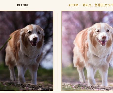 愛犬写真、プロの手仕事で美しく修復、レタッチします イメージ1