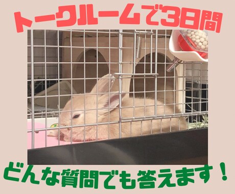 飼いたい人必見！うさぎさんとの生活をお伝えします 近年注目のペットであるうさぎさん。うさ飼いさんの暮らしとは？ イメージ2