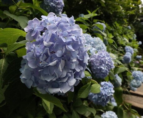 写真の素材を提供します 一眼レフで撮った写真を提供します。 イメージ1