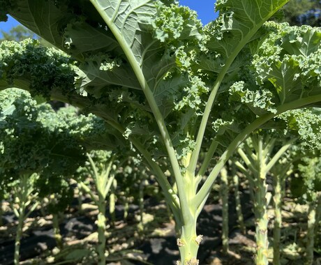 土壌医の家庭菜園のコツ！ご相談に乗ります 〜土壌医が教える〜『理屈が分かると楽しい！家庭菜園のコツ』 イメージ1