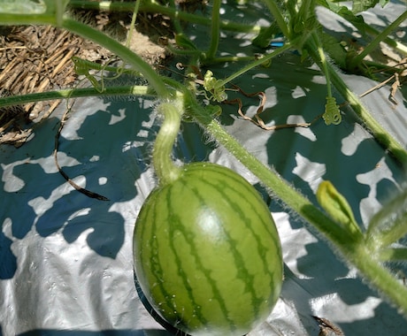 長期、家庭菜園、ベランダ菜園、アドバイス致します アドバイス長期伴走をお望みの方に イメージ1