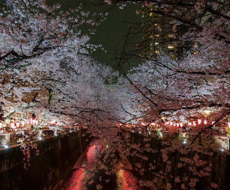 都内の桜スポット素材を提供します 都内で撮影した桜の映像を提供します。 イメージ1