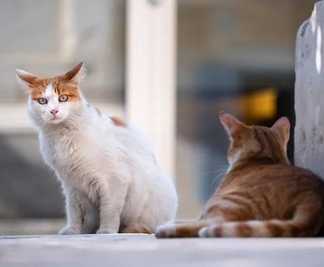 野良猫系男子との恋愛相談のります 近づくと遠ざかる、離れると追いかけてくる、そんなややこしい男 イメージ1