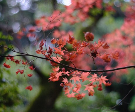 森林写真提供します 森林、紅葉前に写真です。よろしくお願いします。 イメージ2