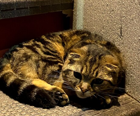 元ホストがあなたの心の声を受け止めます 孤独感や虚無感、心のモヤモヤを解消します イメージ2
