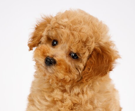 愛する家族（犬猫他）が元気になるよう遠隔施術します 遠隔オステオパシーで次元を超えて活き活きとした表情にします イメージ2