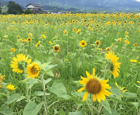 福岡限定！県内であれば、様々な状況に合わせてあなたのお出かけをプランニング！ イメージ1