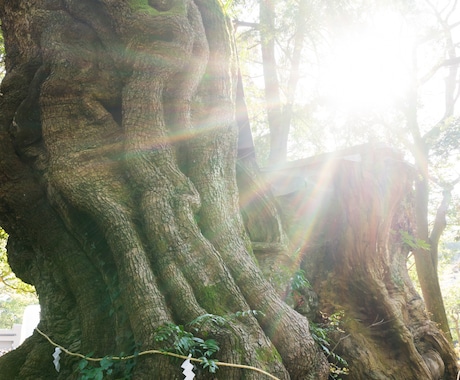 国内屈指のパワースポット來宮神社へ参拝代理致します 《心願成就・健康長寿》本州１位の巨樹を１周しご祈願致します！ イメージ1