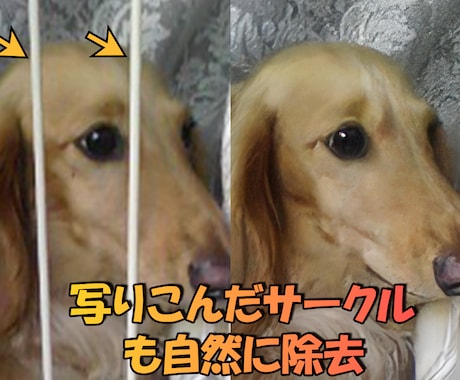 大切なあの子の思い出を、高画質化します 写真のあの子、ぼやけたまま残しますか？ イメージ2